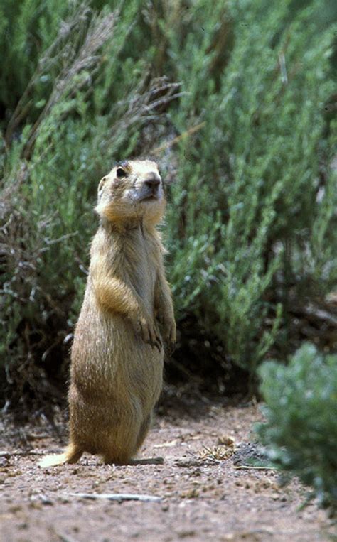 Federal wildlife officials passs on more Utah prairie dog protections - The Salt Lake Tribune