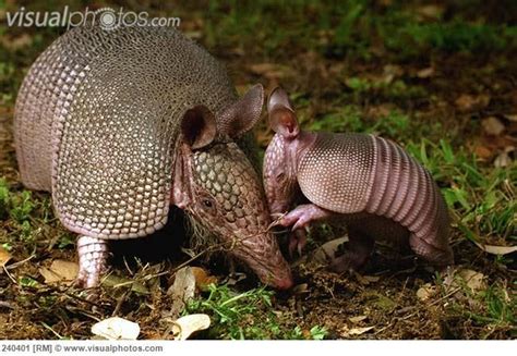 Nine-banded Armadillo (Dasypus novemcinctus) mother with her four week ...