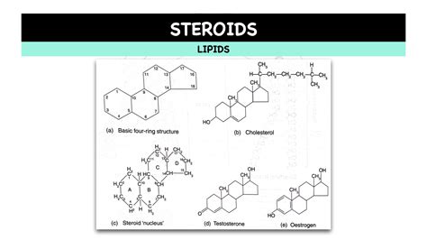 Lipids – Steroids – The Theoretical Doctor