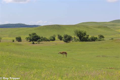 Custer State Park Wildlife Loop | What to See Along the Way