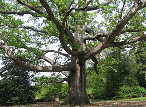 White Oak, a North Carolina Native Tree | Grateful Trees & Bees