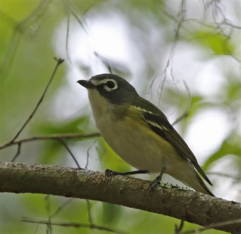 Pictures and information on Blue-headed Vireo