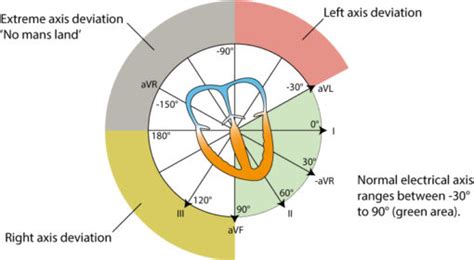 The electrical axis of the heart (heart axis): ECG & physiology