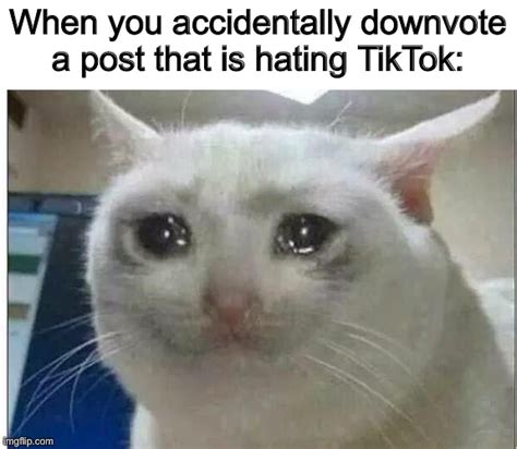 Sir Meme Tiktok Pfp Funny Cat Meme Pfp - IMAGESEE