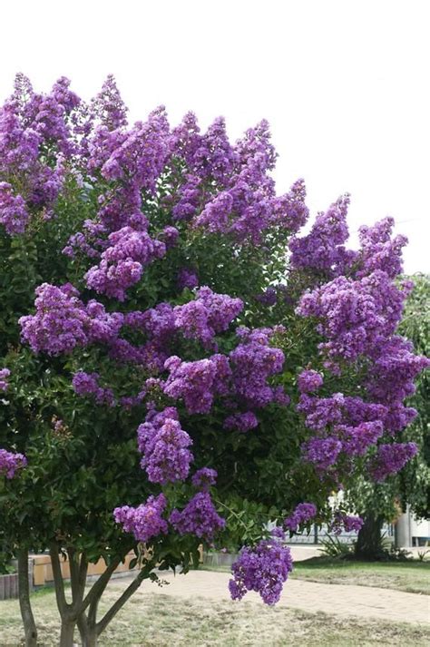 Catawba Purple Crape Myrtle, 10 seeds, Lagerstromia Indica | Trees for front yard, Crape myrtle ...