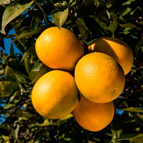 Spanish Oranges: Excellent Quality And A Wide Range Of Varietals ...