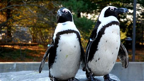 Why Are Penguins Endangered - Danger Choices