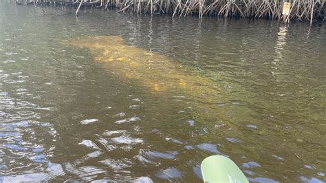 Kayaking with the manatees at Manatee Park at Fort Myers, Fl : r/Kayaking