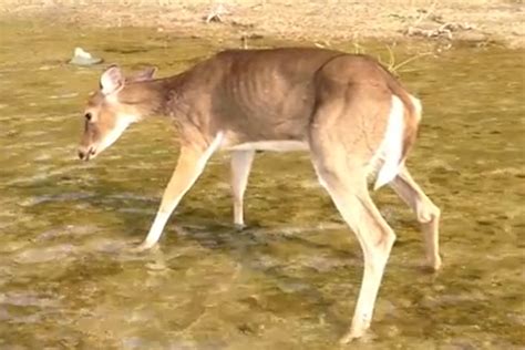 Full O'Bull Gazette: More Chronic Wasting Disease (CWD) Found in PA