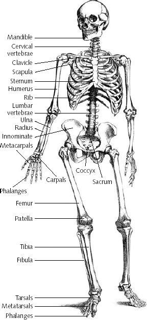 35+ Bones Of The Human Body Quiz UK