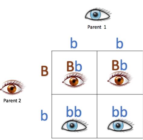 DNA Basics Chapter 8: Genotypes and Phenotypes - MyHeritage Blog