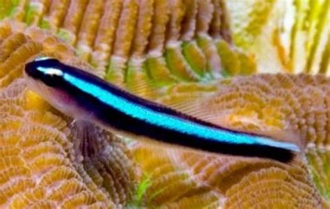 Blue Neon Goby - Gobies - Gobiosoma oceanops | Tank Facts