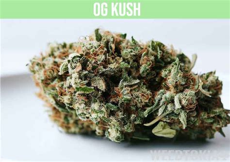 20 Best Hybrid Strains for a Great High (2023 Edition) - Weedtokia