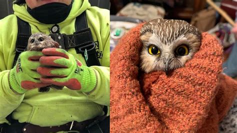 Owl found inside Rockefeller Christmas tree after 3 days without food ...