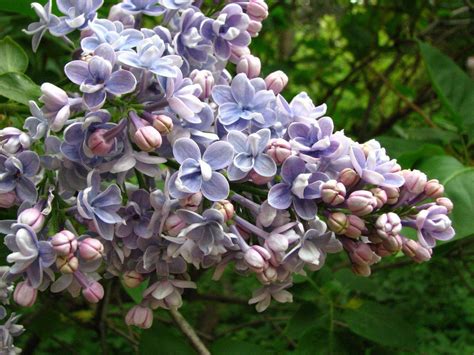 150 Common Lilac Tree Seeds – Seed World