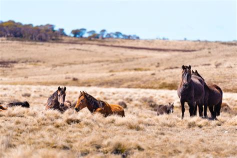 Where do horses live in the world