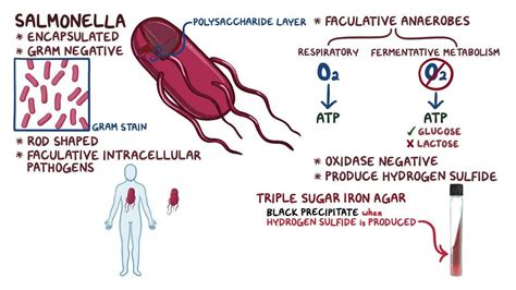 Salmonella (non-typhoidal): Video, Anatomy & Definition | Osmosis