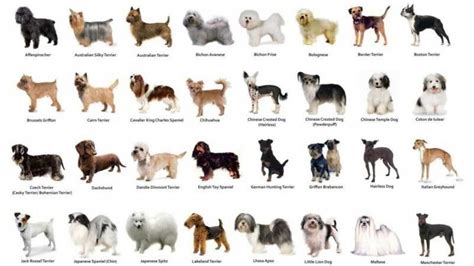 Dog Breed – A Classification System For Identifying Different Kinds of ...