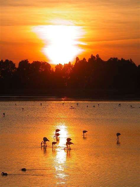 Flamingo's at sunset Free Photo Download | FreeImages