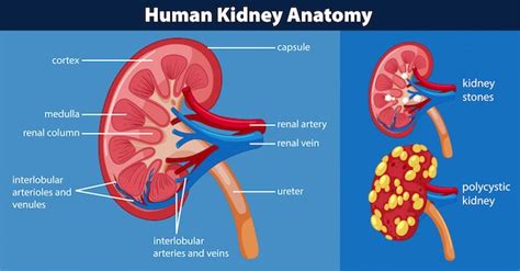 Human kidney anatomy diagram Vector | Premium Download