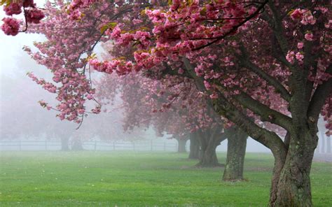 Nature, Landscape, Cherry Trees, Mist, Pink, Flowers, Spring, Sunrise, Grass, Blossom, Fence ...