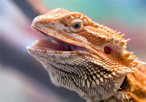 Pogona Vitticeps | marypink | Flickr