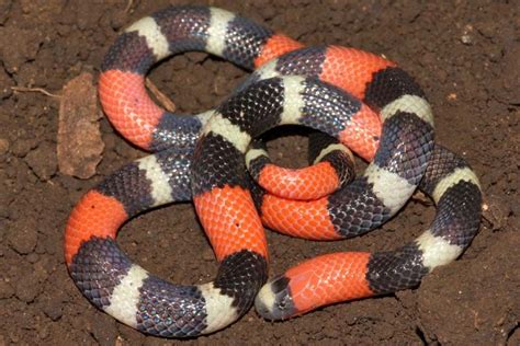 Snakes / World Snake Day 9 Stunning Facts About Snakes - About 600 ...