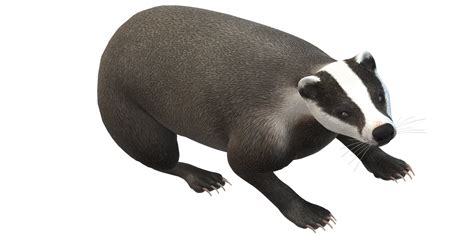 Badger isolated on a Transparent Background 35575923 PNG