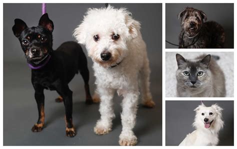 Pets of the Week: Houston Humane Society