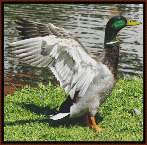 Mallard Duck – Male cross stitch pattern 🧵