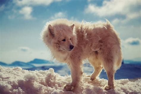 animals, Arctic wolf, Snow, Closeup