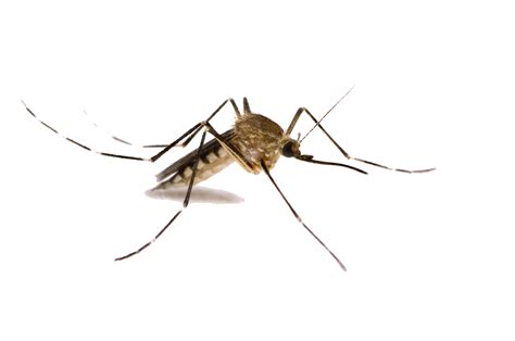 Mosquito PNG Images - PNG All | PNG All