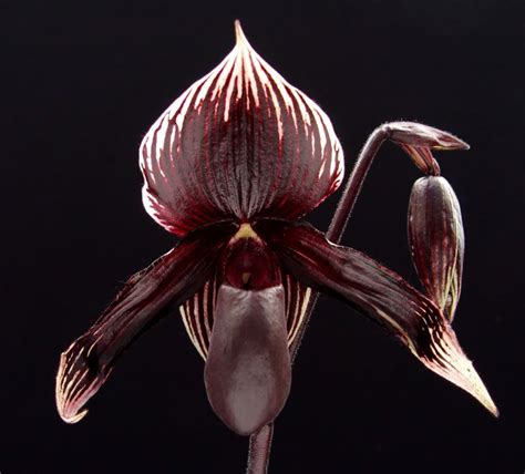 Paph Black Orchid Exotic Plants, Exotic Flowers, Silk Flowers, Orchid ...