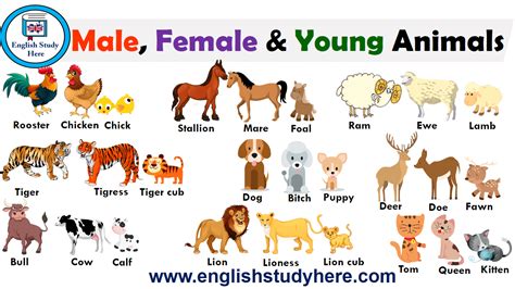 Animals name list in english | Dodgers