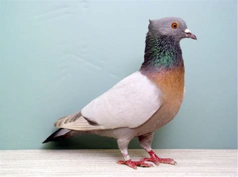 Berne Lark | PIGEON BREED GALLERY