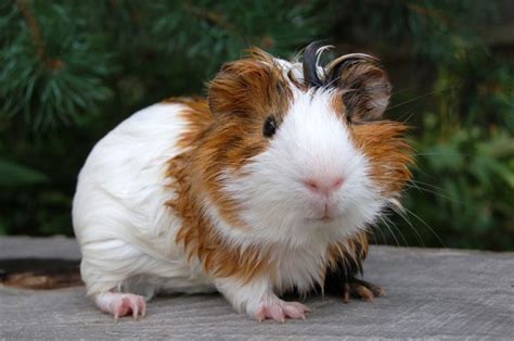 Pin on Small Pets | Hamsters | Guinea Pigs | Mice | Gerbils | Rabbits