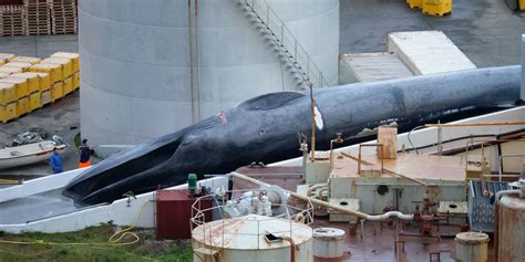 Icelandic Whalers Reportedly Kill A Rare Blue Whale - The Dodo