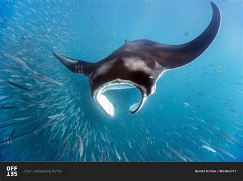 Manta ray eating plankton - Offset stock photo - OFFSET