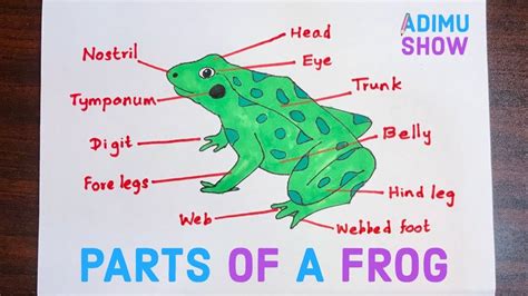 How To Draw A Frog | Labeled Diagram Of Frog - YouTube #frog # ...