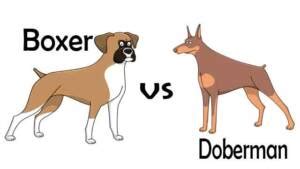 Boxer vs Doberman - Which Is Better