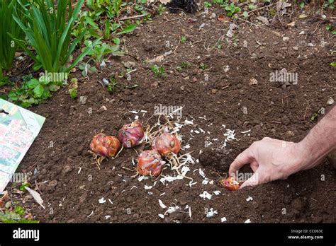 Planting lily bulbs step set hi-res stock photography and images - Alamy