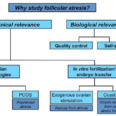 (PDF) Ovarian Follicular Atresia