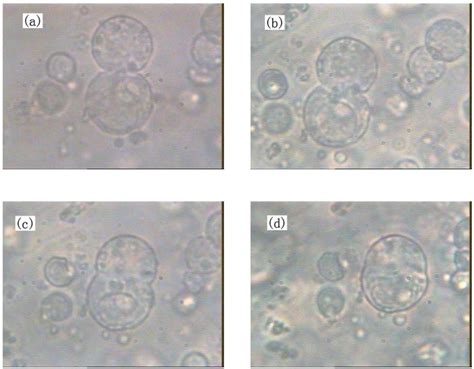 c and 1d. The course of cell fusion lasted 160 min. At the end of this... | Download Scientific ...