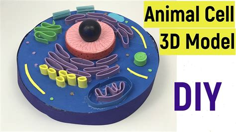 Animal cell 3d model | Animal cell model for science projects | DIY | # ...