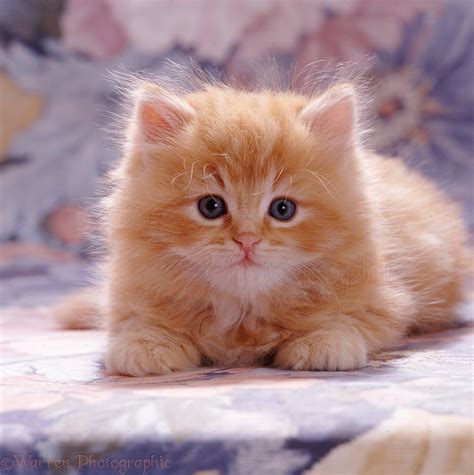 Fluffy ginger female kitten photo WP08473