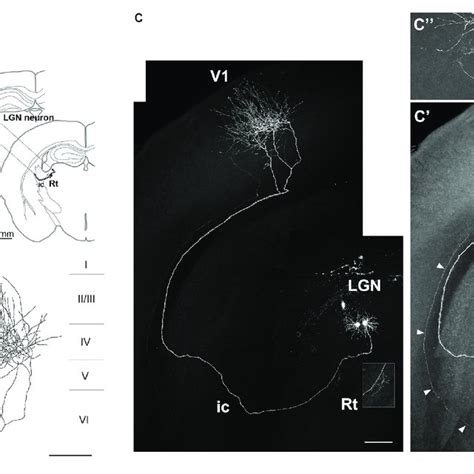 | Axonal projection of an LGN neuron. (A-C) Axonal projection of an LGN ...