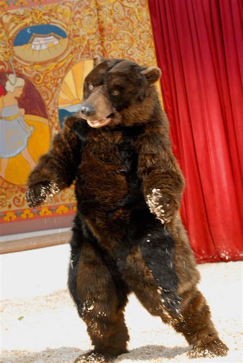 Dancing Bear #mascot #costume #bear | Bear costume, Animal costume, Character design