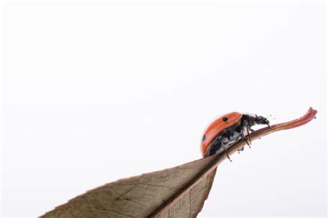 Premium Photo | Beautiful red ladybug walking on a dry leaf