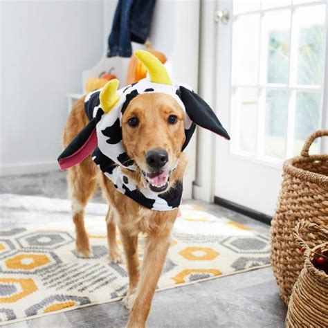 15 Best Halloween Costumes for Dogs 2021 | Cute Halloween Costume Ideas ...