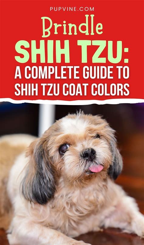 Brindle Shih Tzu: A Complete Guide To Shih Tzu Coat Colors | Shih tzu ...